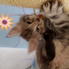 Image pour l'annonce aq reserver chatons maine coon LOOF