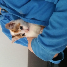Image pour l'annonce Donne chaton