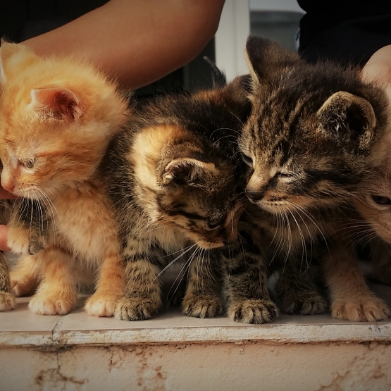 Image pour l'annonce donne 5 chatons de 2 mois