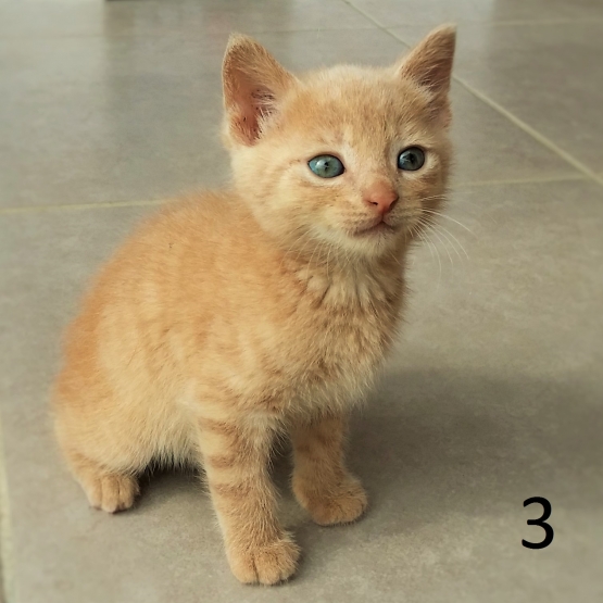 Image pour l'annonce donne 5 chatons de 2 mois