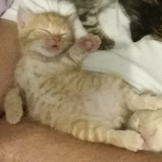 Image pour l'annonce donne 5 chatons de 2 mois