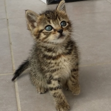 Image pour l'annonce donne 5 chatons de 2 mois