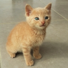 Image pour l'annonce donne 5 chatons de 2 mois