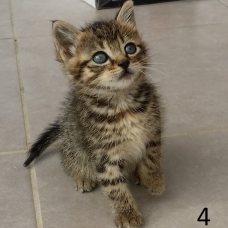 Image pour l'annonce donne 5 chatons de 2 mois