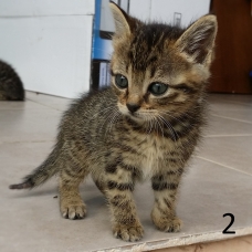 Image pour l'annonce donne 5 chatons de 2 mois