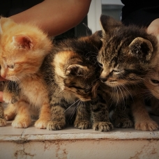 Image pour l'annonce donne 5 chatons de 2 mois