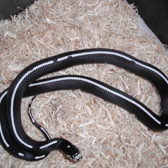 Image pour l'annonce Serpent Roi de Californie et terrarium
