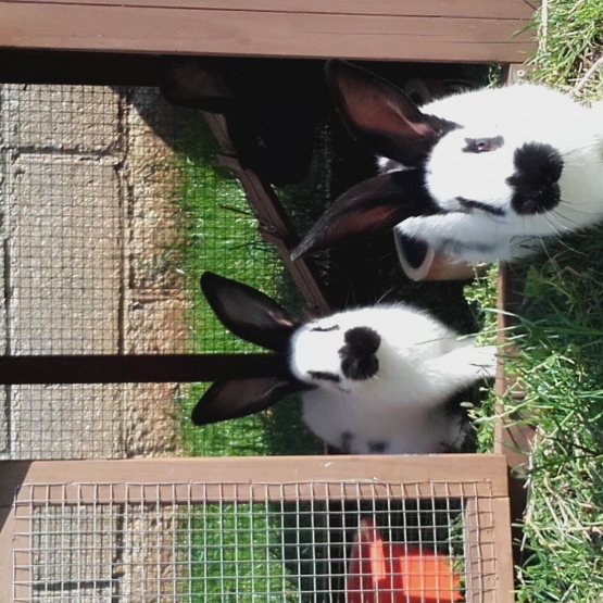 Image pour l'annonce Lapin Géant Papillon Français