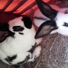Image pour l'annonce Lapin Géant Papillon Français