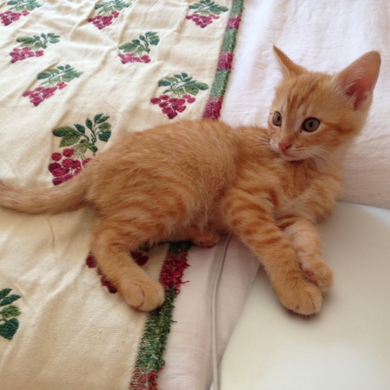 Image pour l'annonce A donner chaton mâle de 2 mois