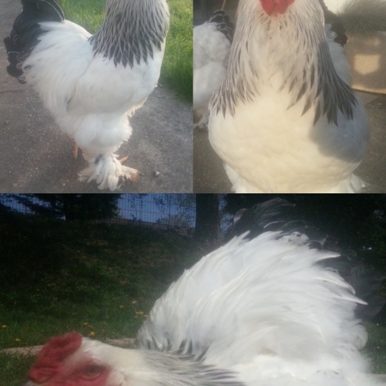 Image pour l'annonce vend coq bhrama