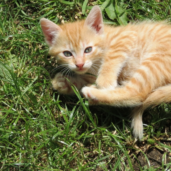 Image pour l'annonce donne 4 chatons