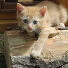 Image pour l'annonce donne 4 chatons