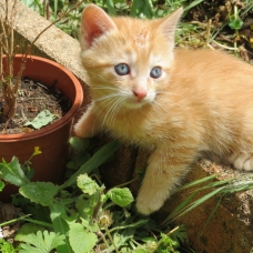 Image pour l'annonce donne 4 chatons