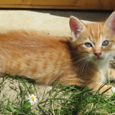 Image pour l'annonce donne 4 chatons