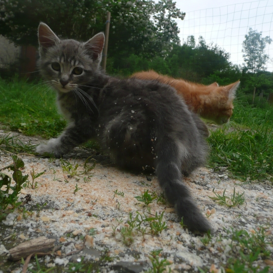 Image pour l'annonce donne chaton