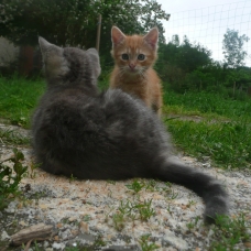 Image pour l'annonce donne chaton