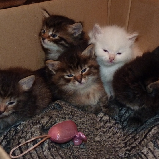 Image pour l'annonce Vds chatons sibériens loof