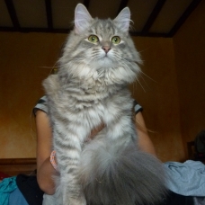 Image pour l'annonce Vds chatons sibériens loof