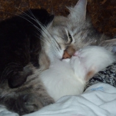Image pour l'annonce Vds chatons sibériens loof