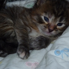 Image pour l'annonce Vds chatons sibériens loof