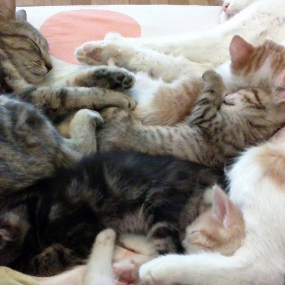 Image pour l'annonce Donne chatons sevrés