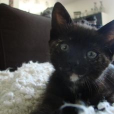 Image pour l'annonce Donne chaton femelle