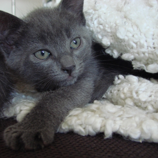 Image pour l'annonce Donne chaton tout gris!