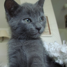 Image pour l'annonce Donne chaton tout gris!