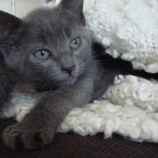 Image pour l'annonce Donne chaton tout gris!