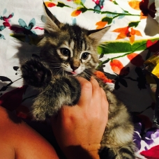 Image pour l'annonce Vend Chatton
