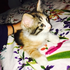 Image pour l'annonce Vend Chatton
