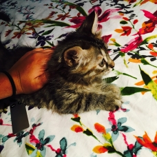 Image pour l'annonce Vend Chatton