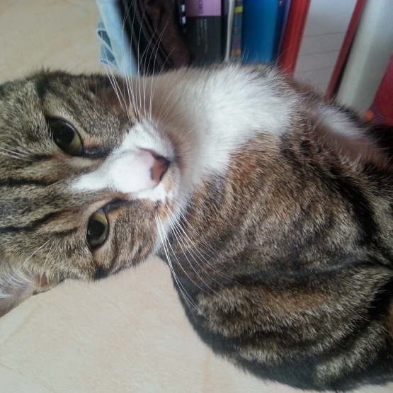 Image pour l'annonce DONNE CHATTE EUROPEENNE TOUT MIGNON QUI A BESOIN DE COMPAGNIE