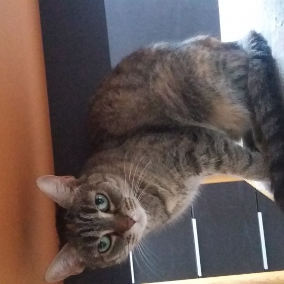 Image pour l'annonce Donne chatte de 3 ans tres caline