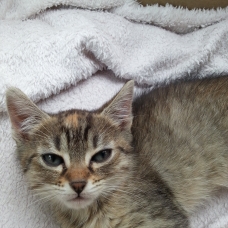 Image pour l'annonce Donne chatte de 3 ans tres caline