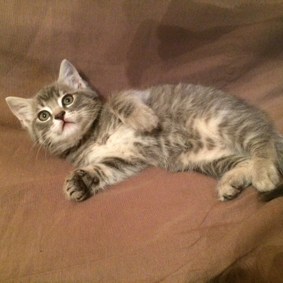 Image pour l'annonce donne chaton contre bons soins