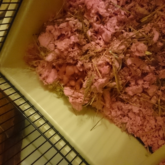 Image pour l'annonce Donne bébés hamsters