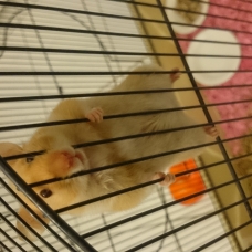 Image pour l'annonce Donne bébés hamsters