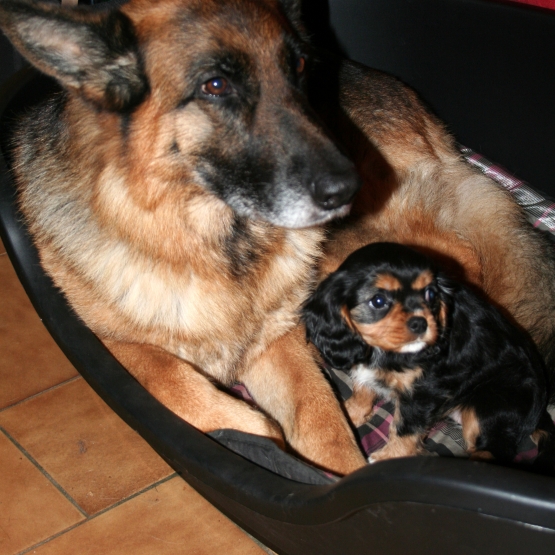 Image pour l'annonce chiot BA femelle