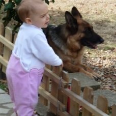 Image pour l'annonce chiot BA femelle
