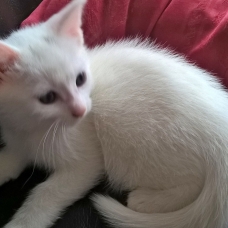 Image pour l'annonce chatons à donner