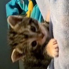 Image pour l'annonce chatons à donner