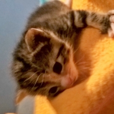 Image pour l'annonce chatons à donner