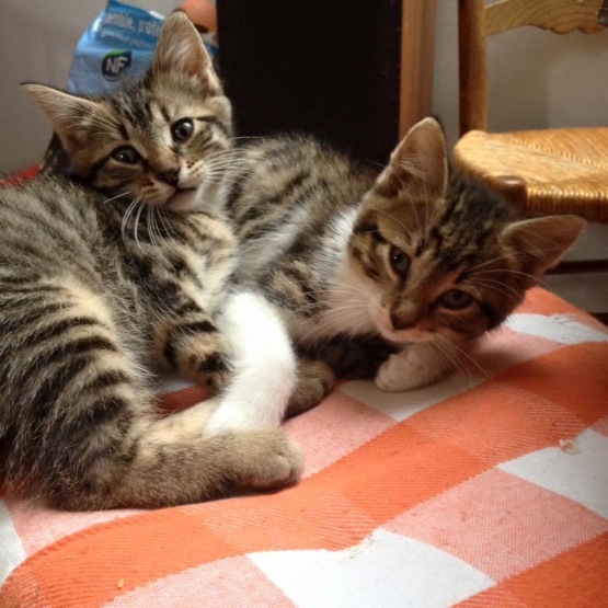 Image pour l'annonce 2 Chatons femelles