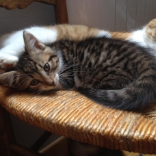 Image pour l'annonce 2 Chatons femelles