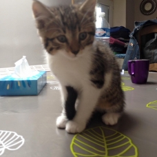 Image pour l'annonce 2 Chatons femelles