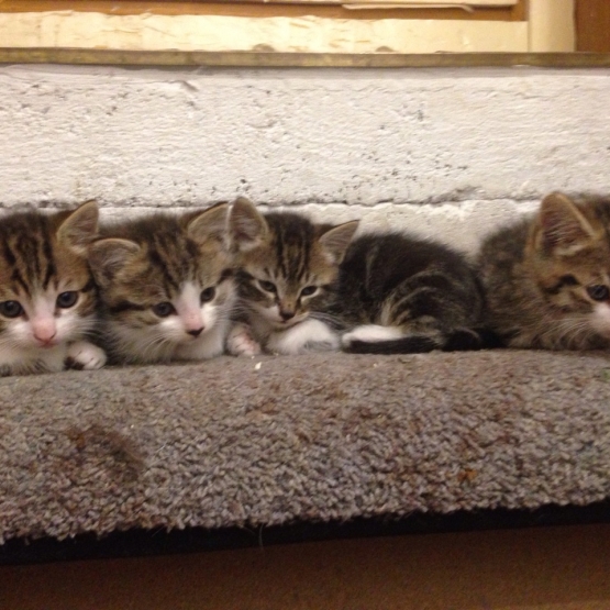 Image pour l'annonce Donne chatons