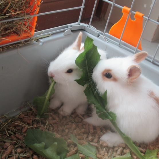 Image pour l'annonce 3 petits lapins blancs à donner