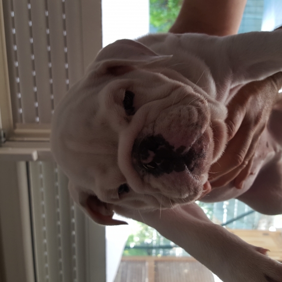 Image pour l'annonce vends bulldog anglais